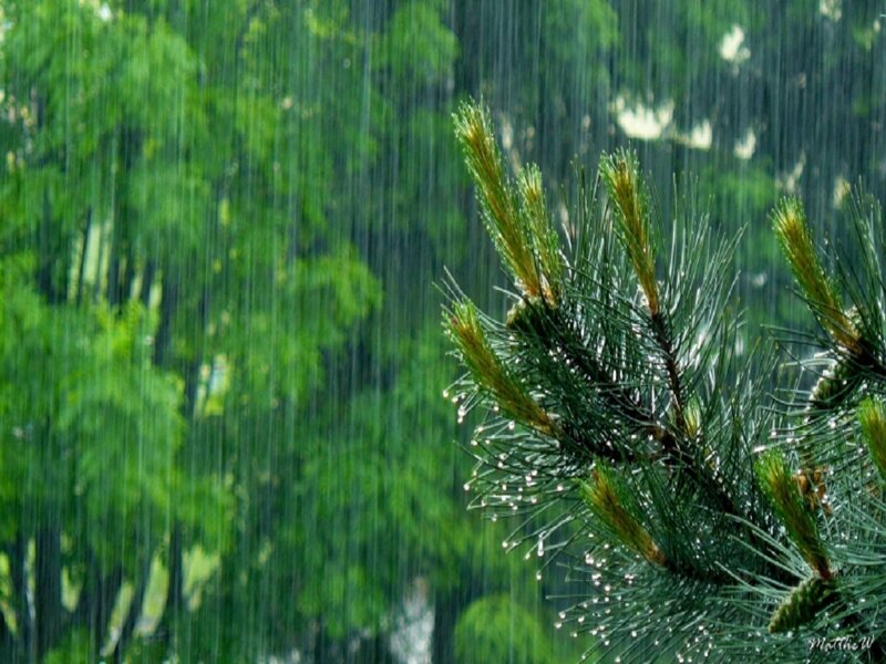 Pine Branch in Rain — Green