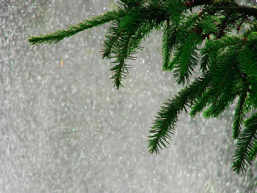 pine branch in rain