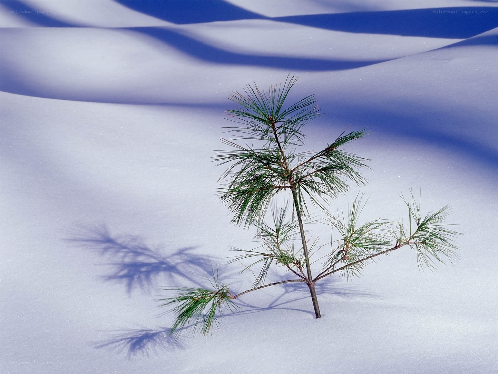 Pine branch in snow