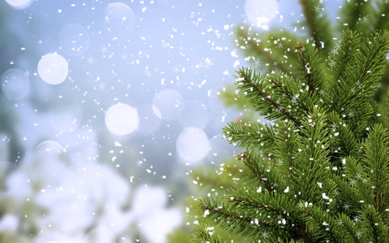 Pine Branch in Snow — Green, Calm