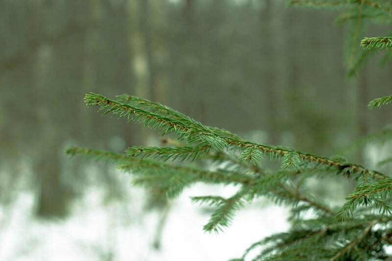 Pine Branch in Snow — Green, Calm, Winter