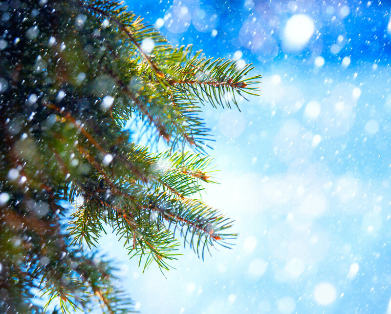 Pine Branch in Snow — Green, Serene