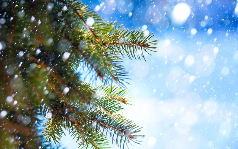 Pine Branch in Snow — Green, Serene, Winter, Photograph, Sky, Blue