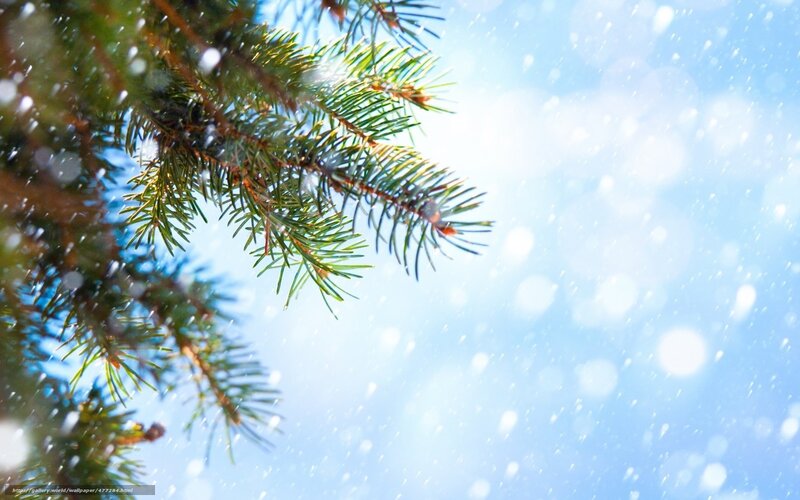 Pine Branch in Snow — Green, Serene, Winter, Photograph