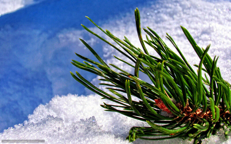 Pine Branch in Snow — Green, Serene, Winter