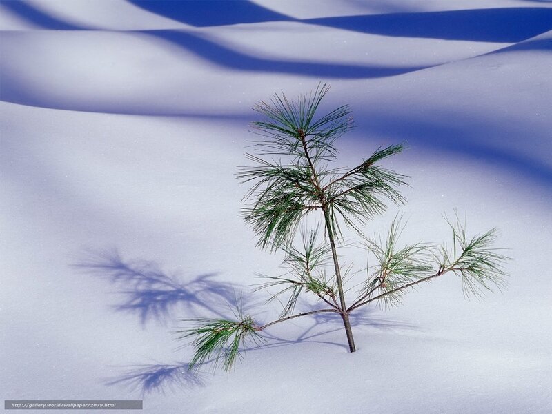 Pine branch in snow