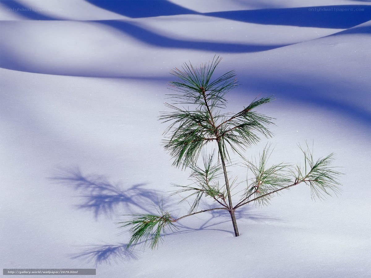 Pine branch in snow