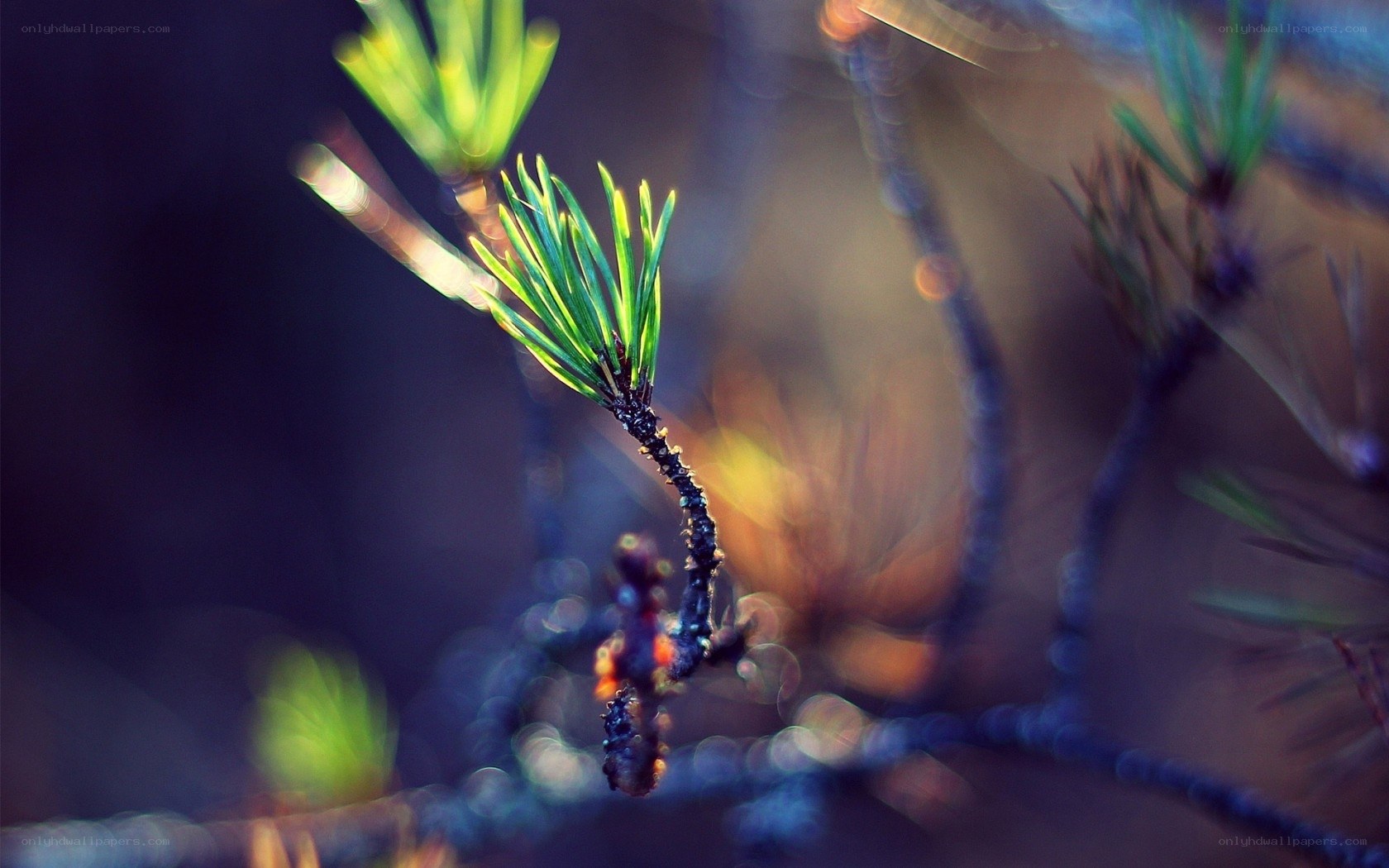 pine branch in soft light