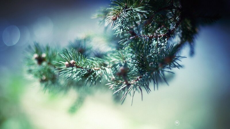 pine branch in soft light