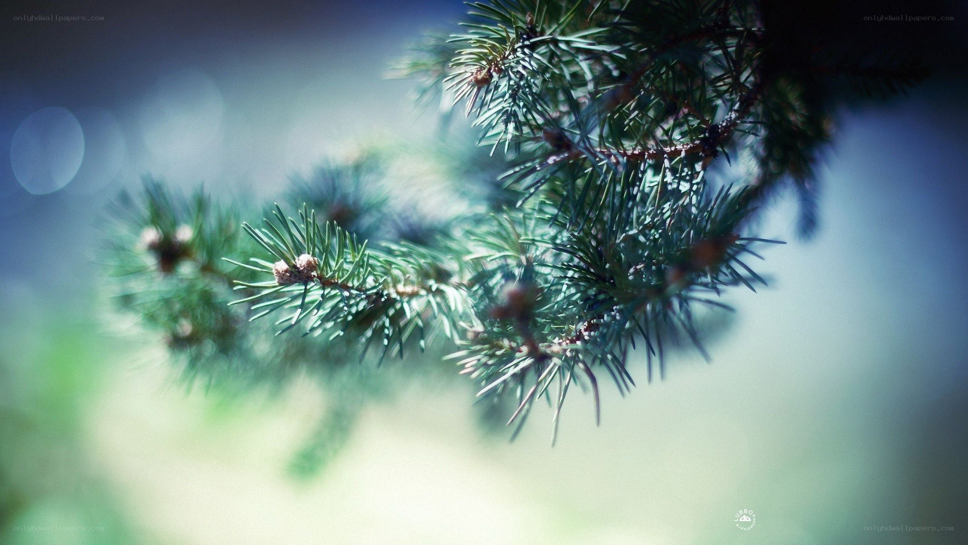pine branch in soft light