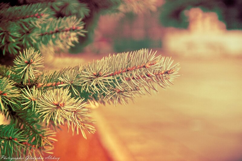 pine branch in soft light