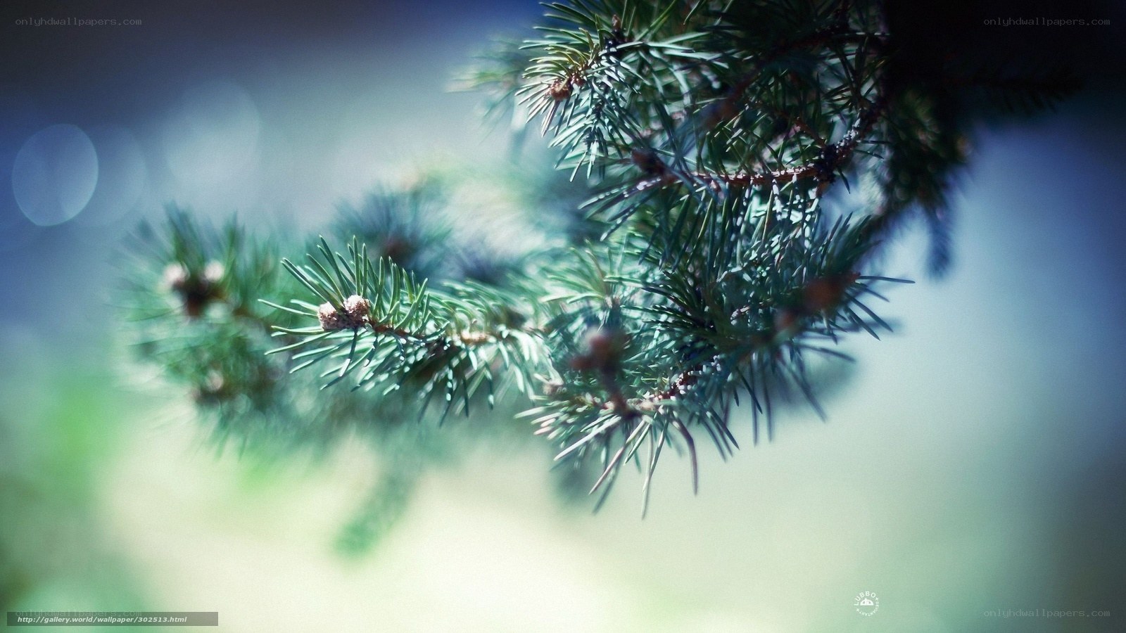 pine branch in soft light