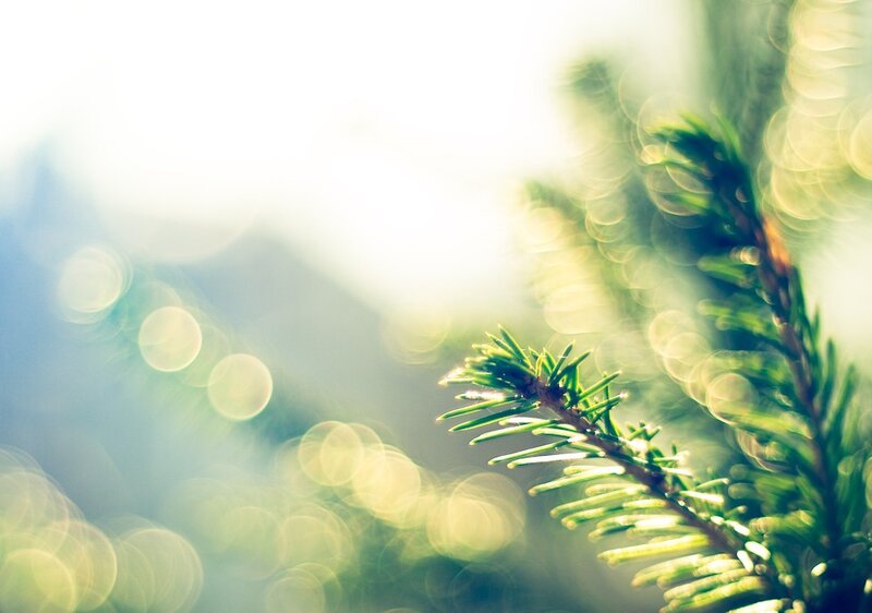 pine branch in sunlight