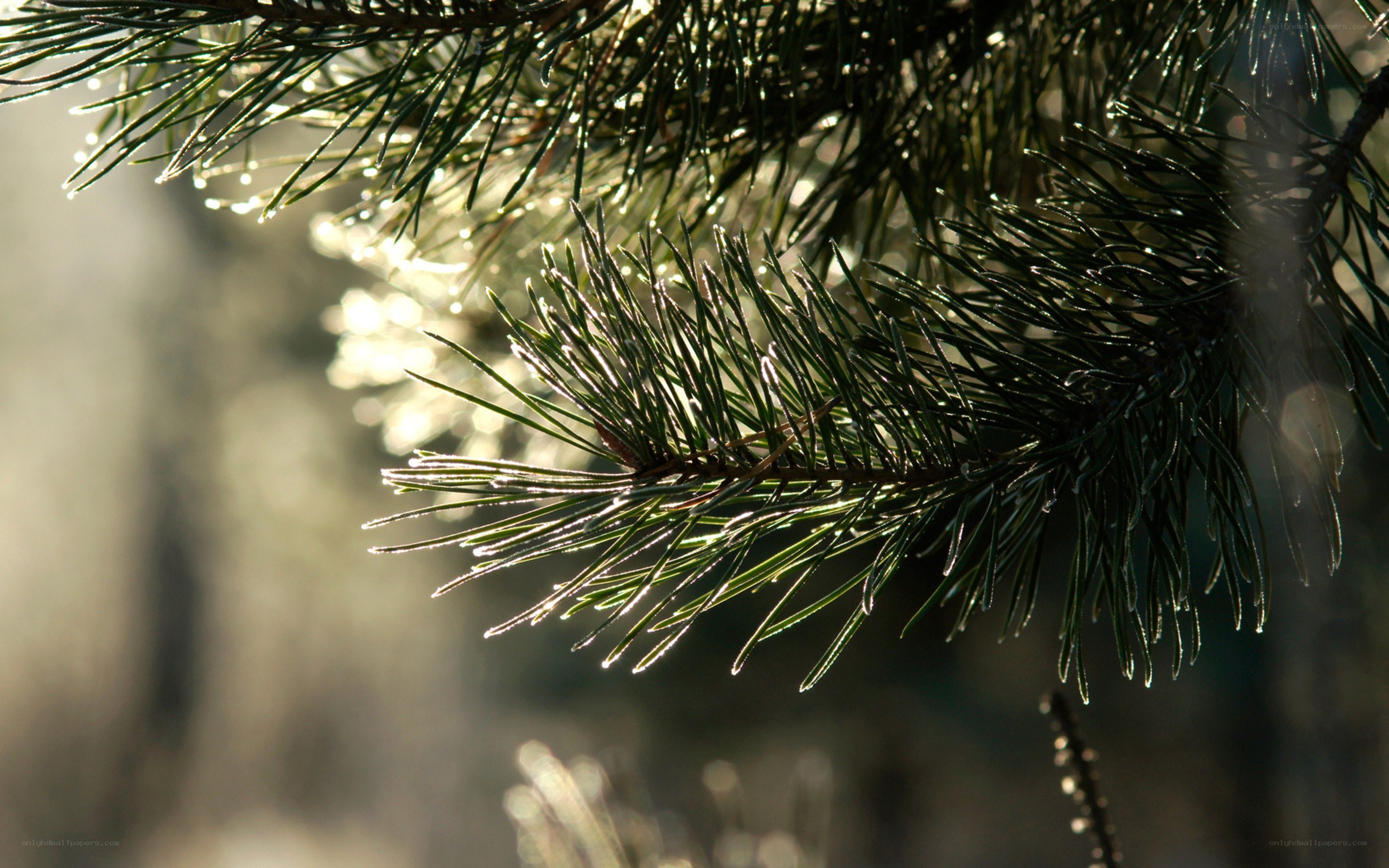 pine branch in sunlight