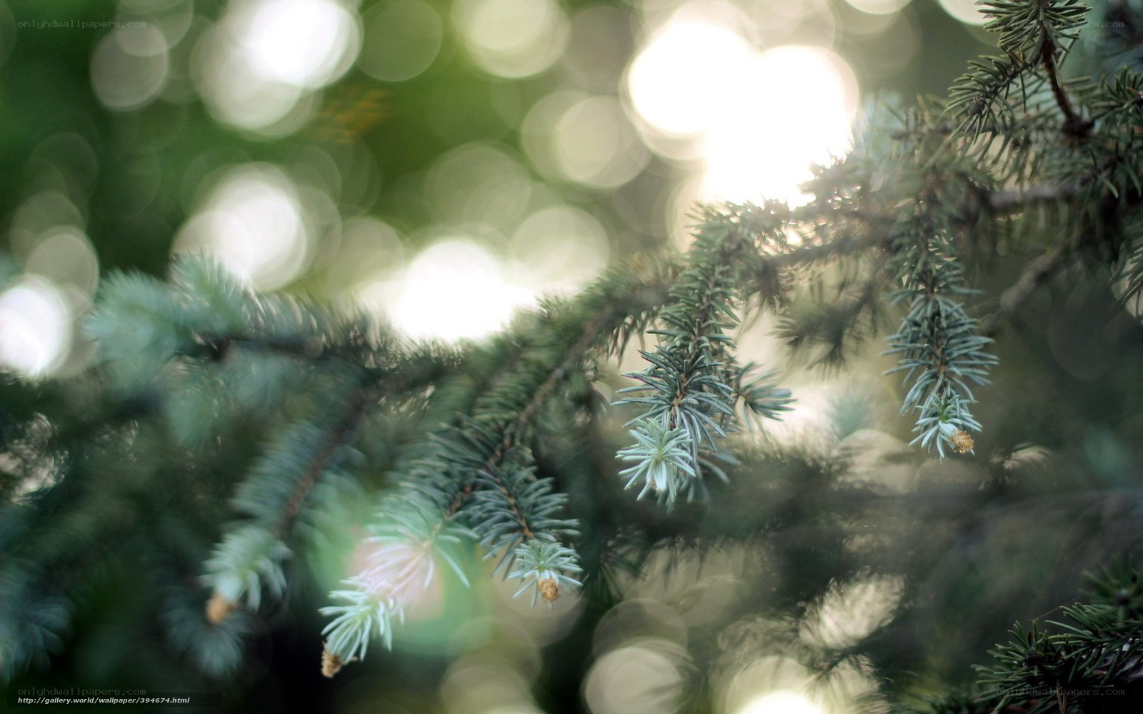 pine branch in sunlight