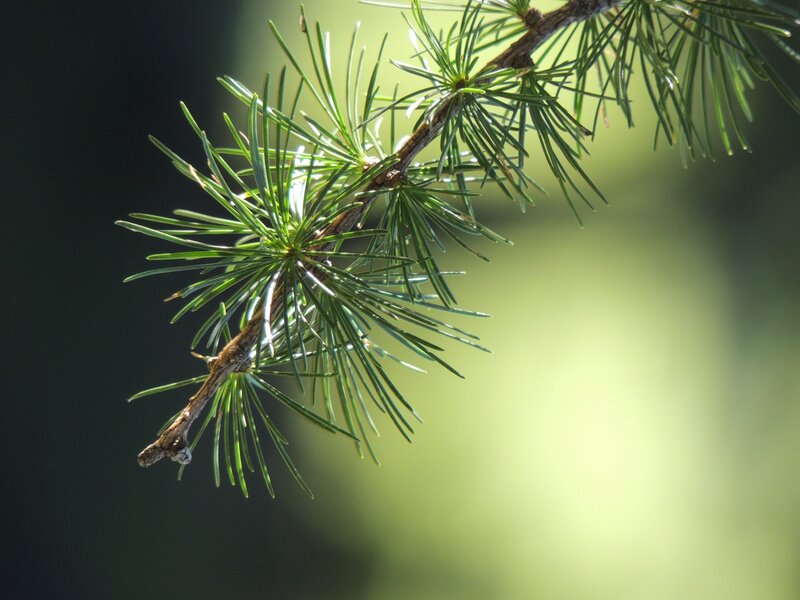 pine branch in sunlight