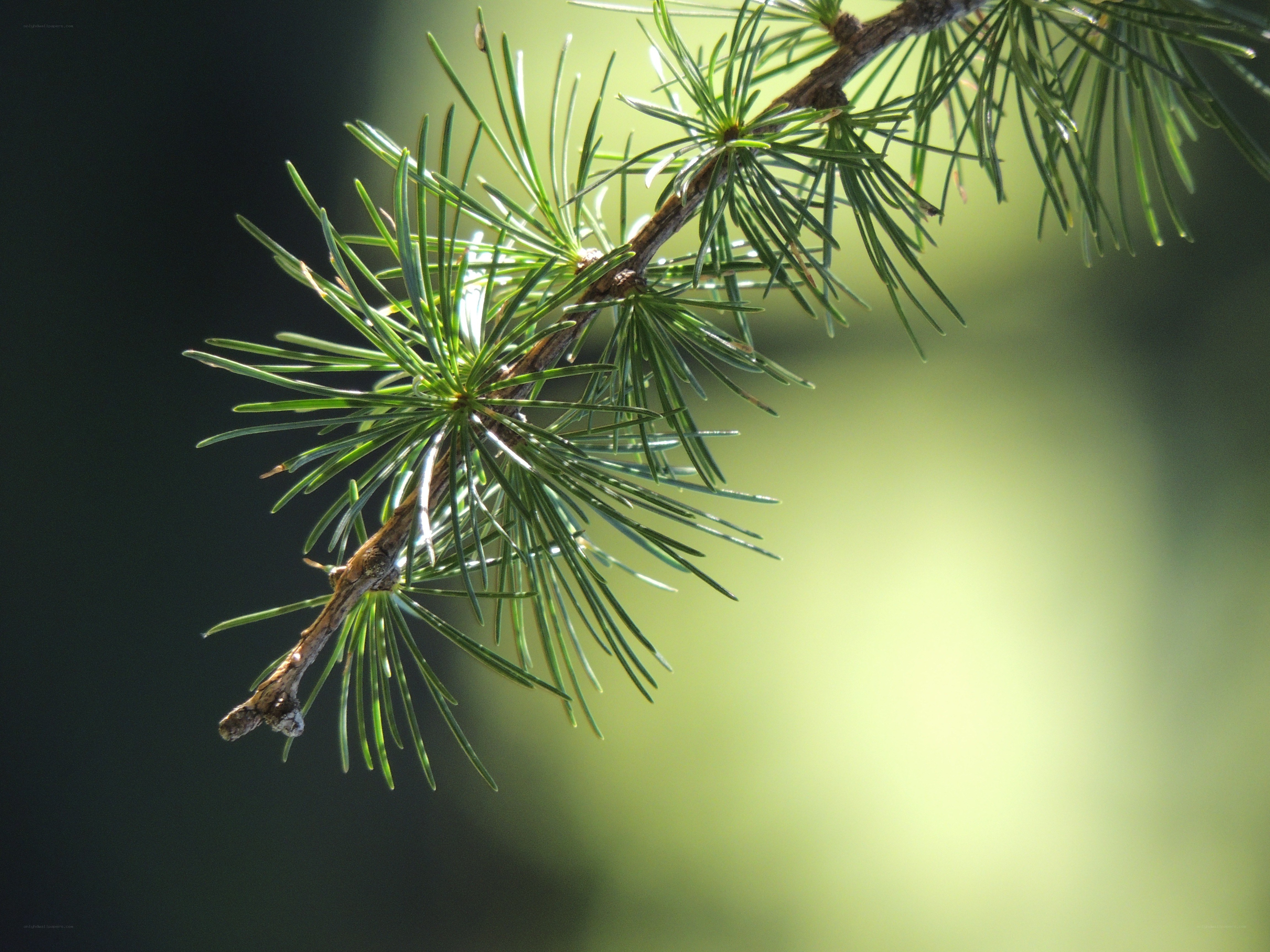 pine branch in sunlight
