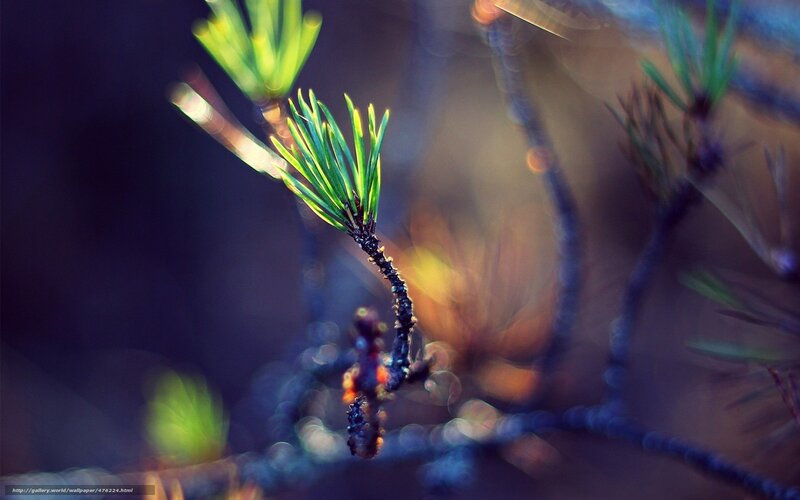 pine branch in sunlight