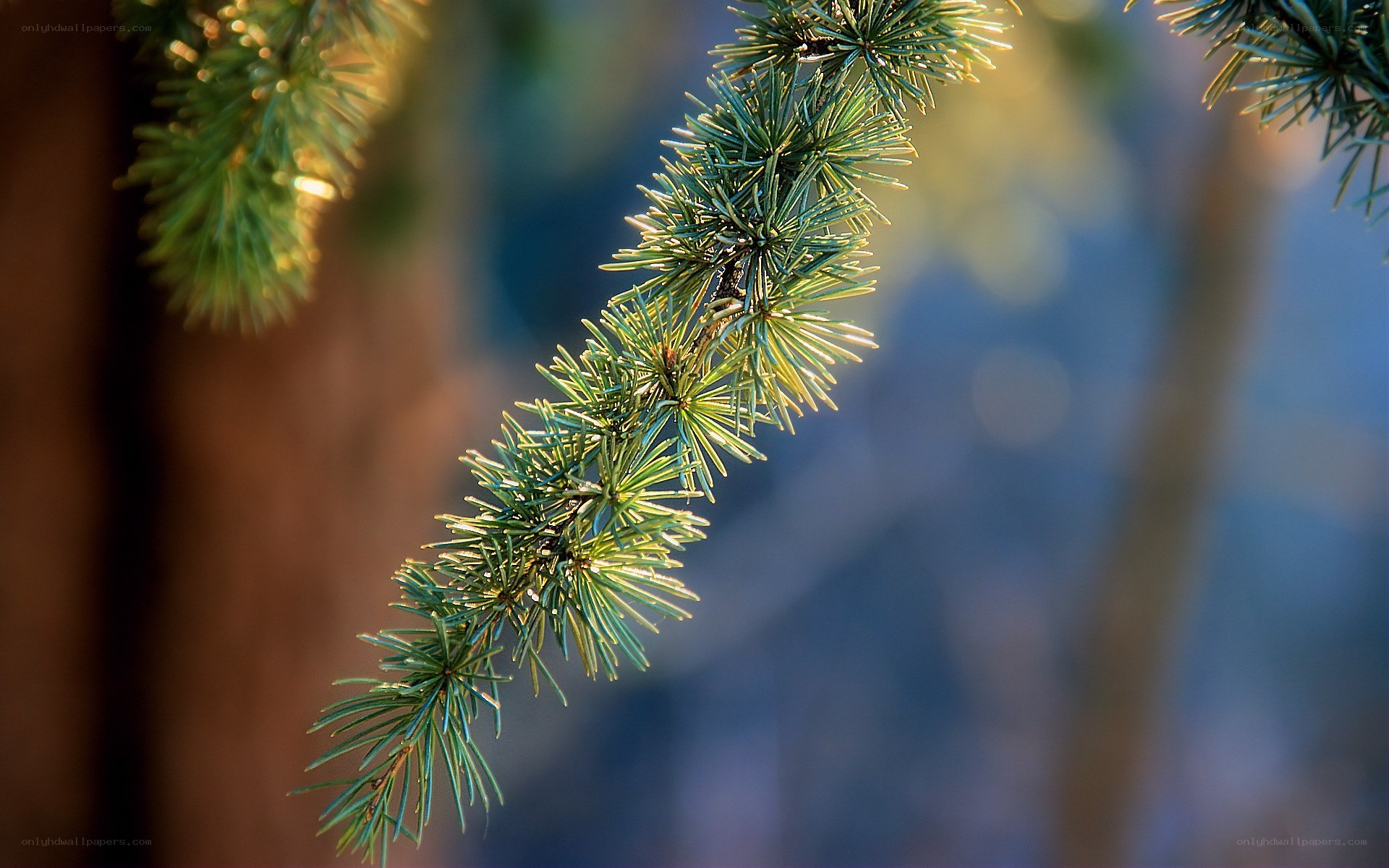 pine branch in sunlight