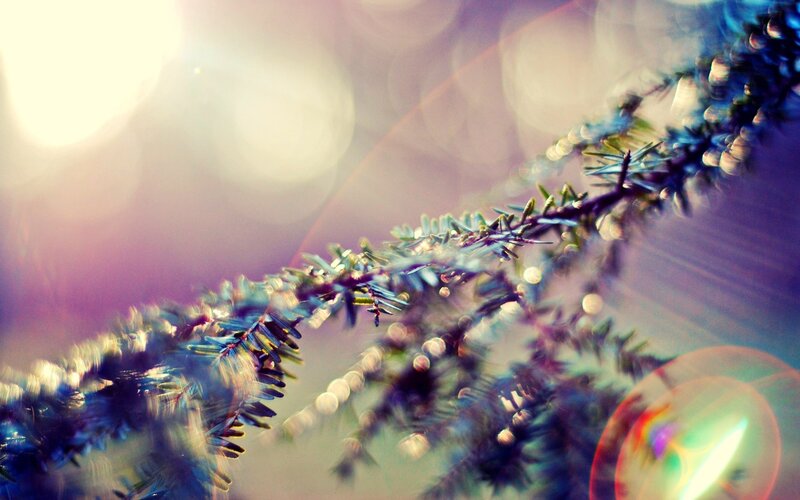 Pine Branch in Sunlight — Blue