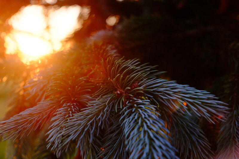 Pine Branch in Sunlight — Green, Dramatic