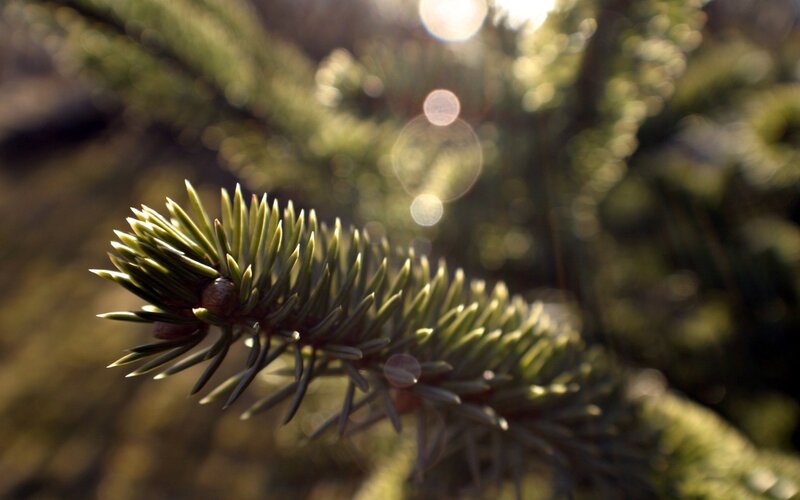 Pine Branch in Sunlight — Green, Serene, Afternoon, Photograph, Bokeh