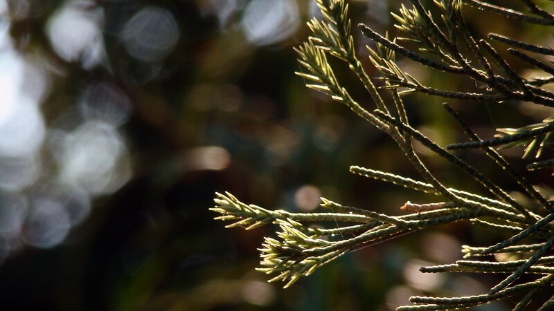 Pine Branch in Sunlight — Green, Serene, Afternoon