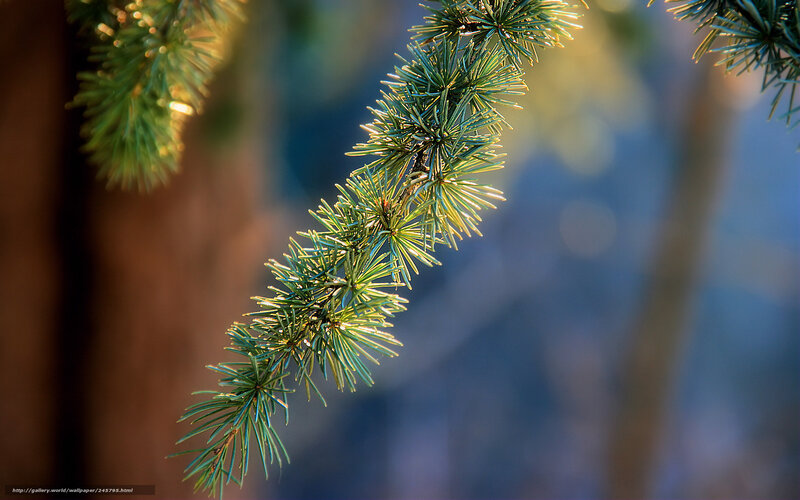 Pine Branch in Sunlight — Green, Serene