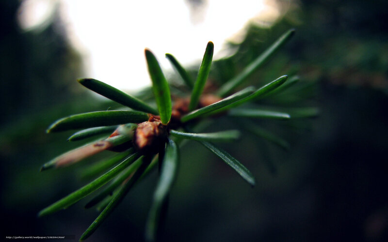 pine branch in sunlight
