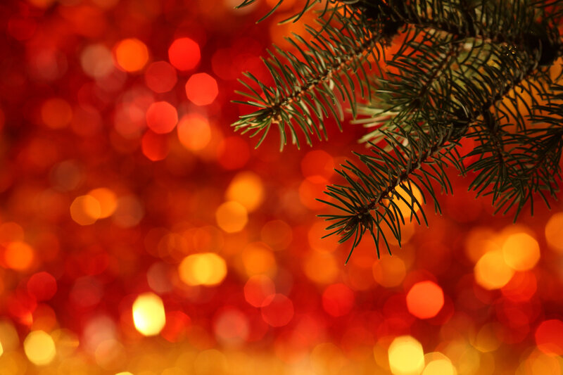 Pine Branch on Bokeh Background