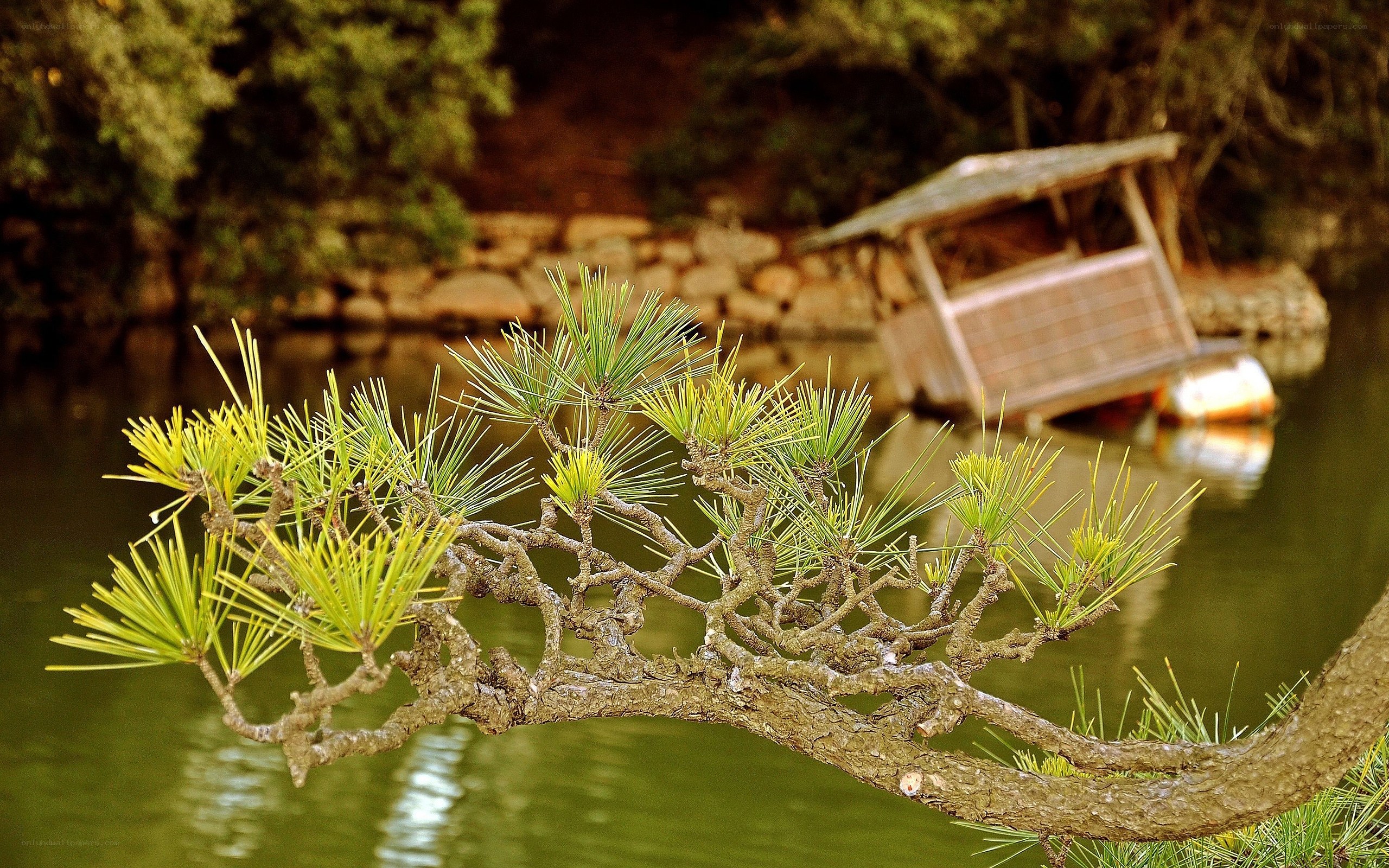 Pine branch over a pond