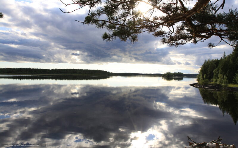 Pine Branch over Lake — Blue, Serene