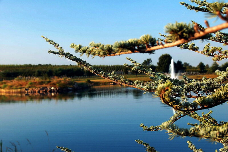Pine Branch over Lake — Blue
