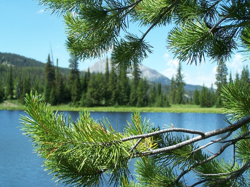 Pine Branch over Lake