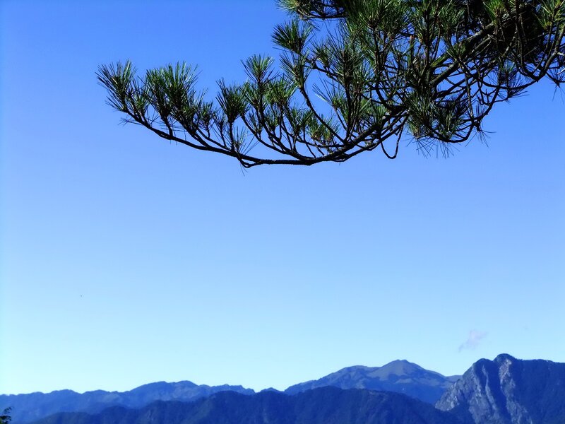 Pine branch over mountains