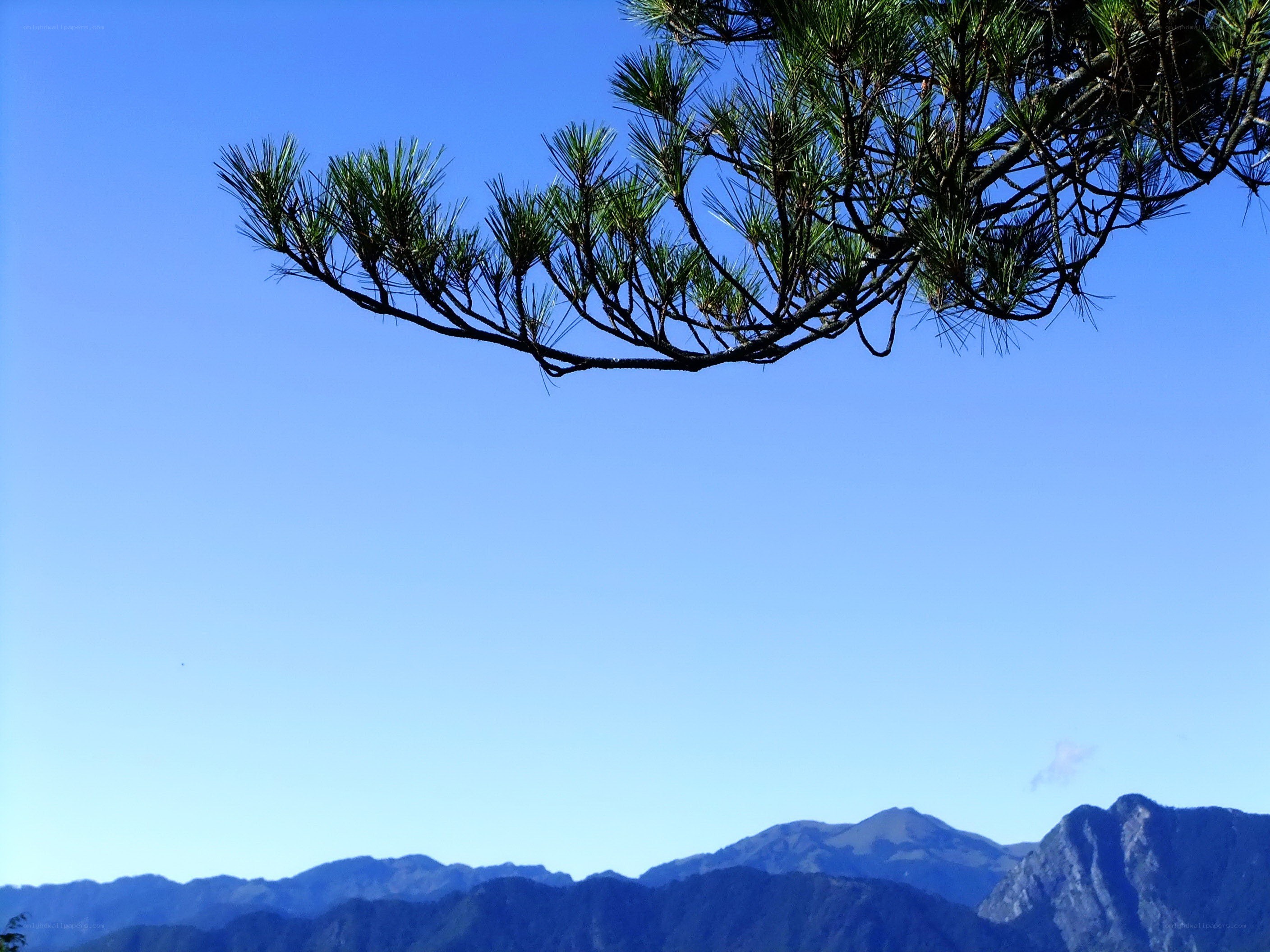 Pine branch over mountains