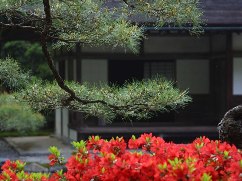 Pine branch over red flowers