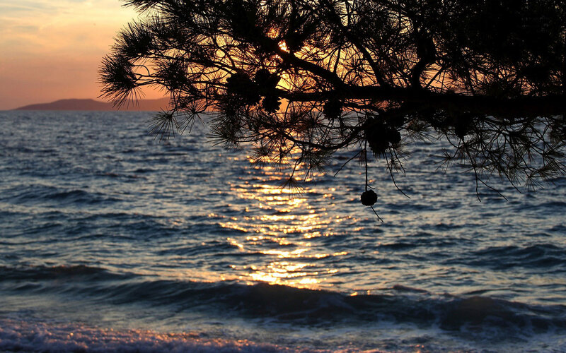 Pine Branch over Sea