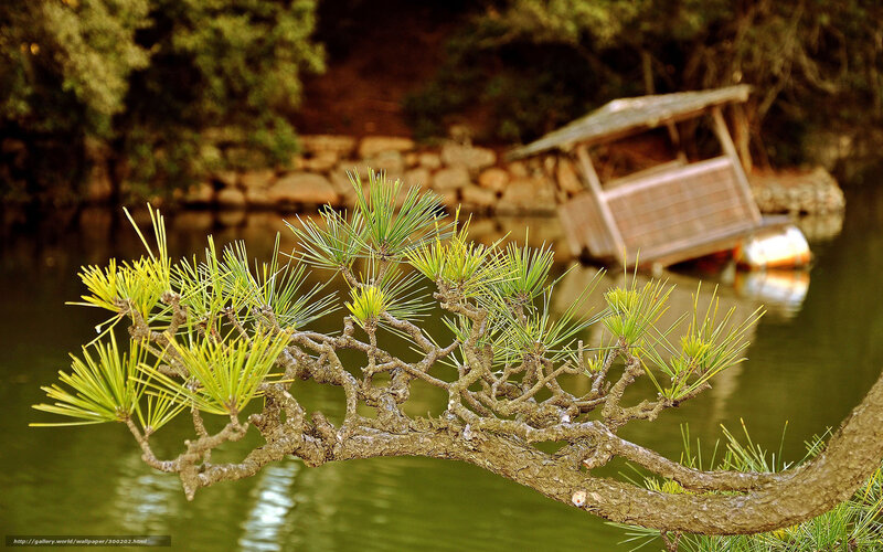 Pine Branch over Water