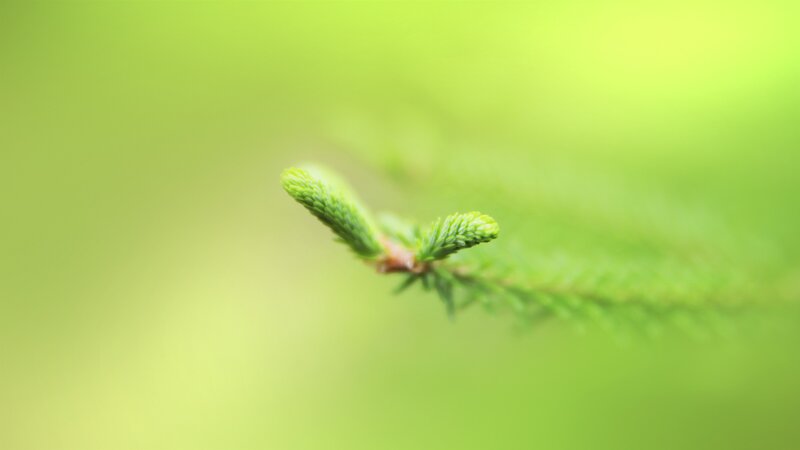 Pine Branch Tip