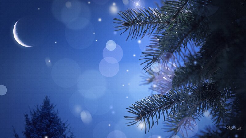 Pine Branch under Moon