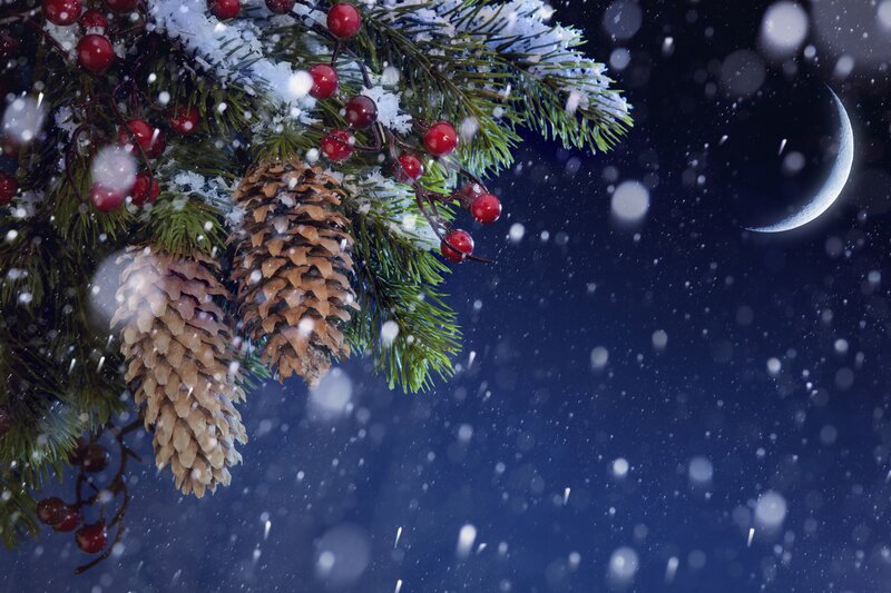 Pine Branch with Berries — Blue