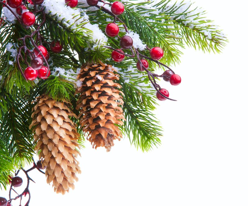 Pine Branch with Berries — Green, Festive, Winter