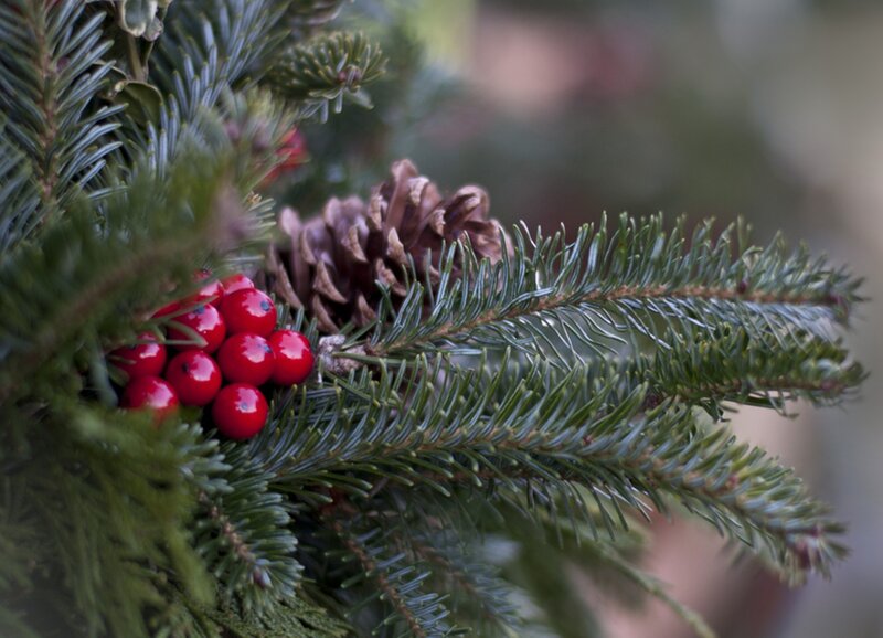 Pine Branch with Berries — Green