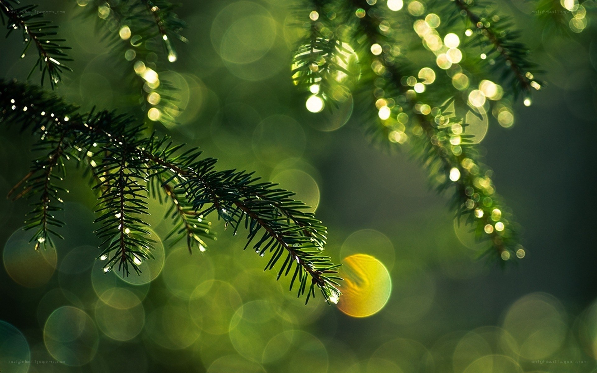 pine branch with bokeh lights