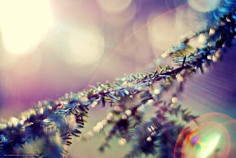 Pine Branch with Bokeh