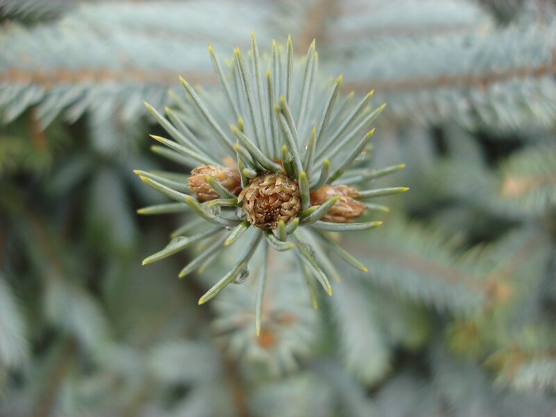 Pine Branch with Buds — Green, Calm, Photograph