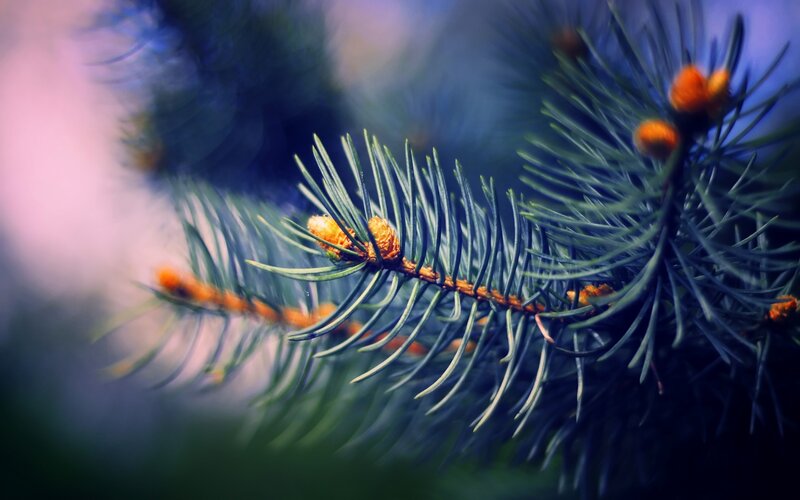 Pine Branch with Buds — Green, Calm