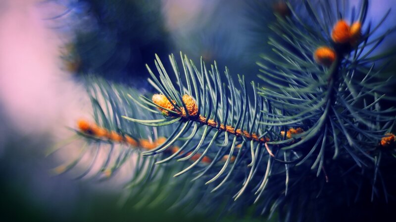 Pine Branch with Buds — Green, Serene, Photograph