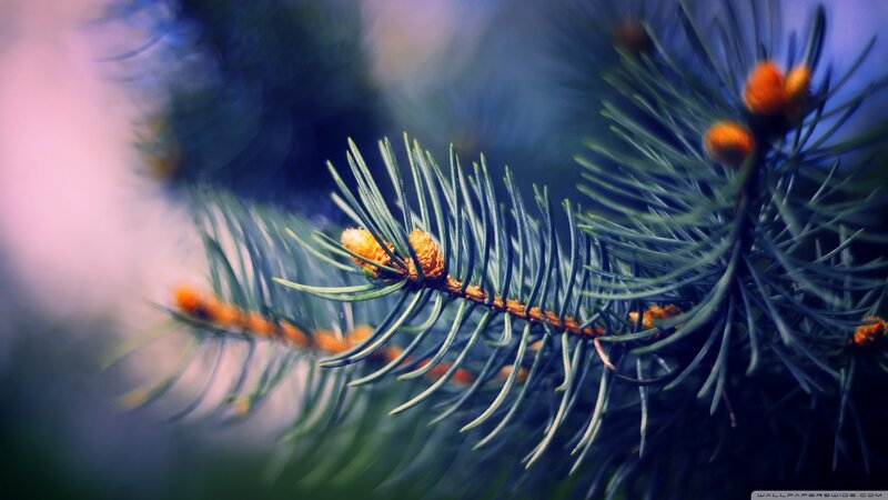 Pine Branch with Buds — Green, Serene